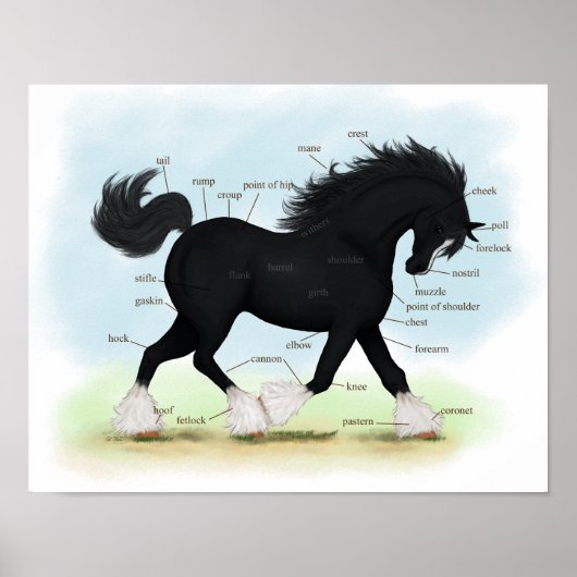 Black Shire Draft Horse Equine Anatomine Poster (Voorkant)