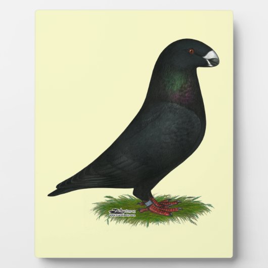 Black Show Racer Fotoplaat (Voorkant)