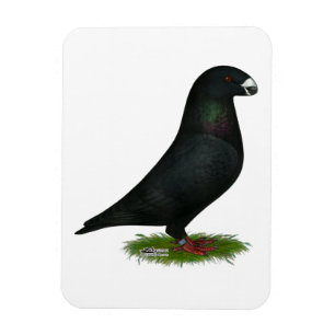 Black Show Racer Magneet