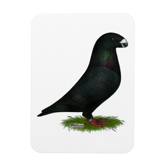 Black Show Racer Magneet (Verticaal)