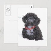 Black Silver Speelgoed Poodle pupbling Briefkaart (Voorkant / Achterkant)