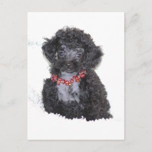 Black Silver Speelgoed Poodle pupbling Briefkaart