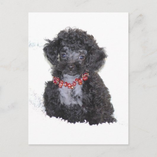 Black Silver Speelgoed Poodle pupbling Briefkaart (Voorkant)