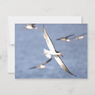 Black Skimmer Bird Flying Briefkaart