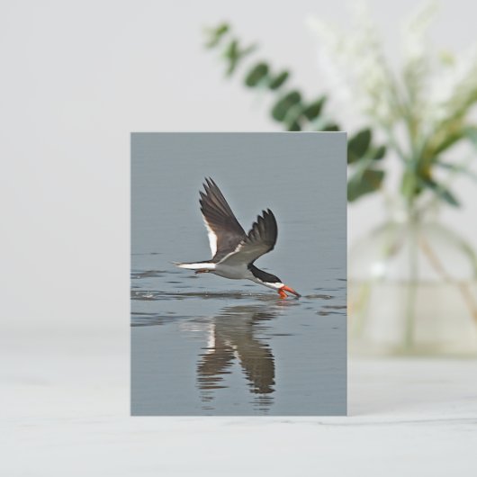 Black Skimmer Photo Briefkaart (Staand voorkant)