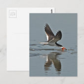 Black Skimmer Photo Briefkaart (Voorkant / Achterkant)