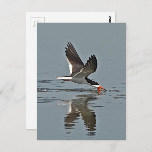 Black Skimmer Photo Briefkaart (Voorkant / Achterkant)