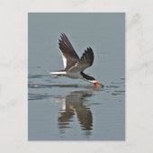 Black Skimmer Photo Briefkaart (Voorkant)