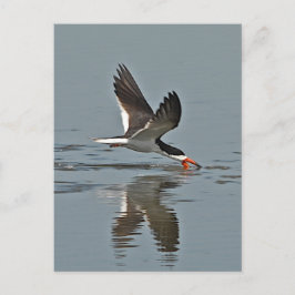 Black Skimmer Photo Briefkaart