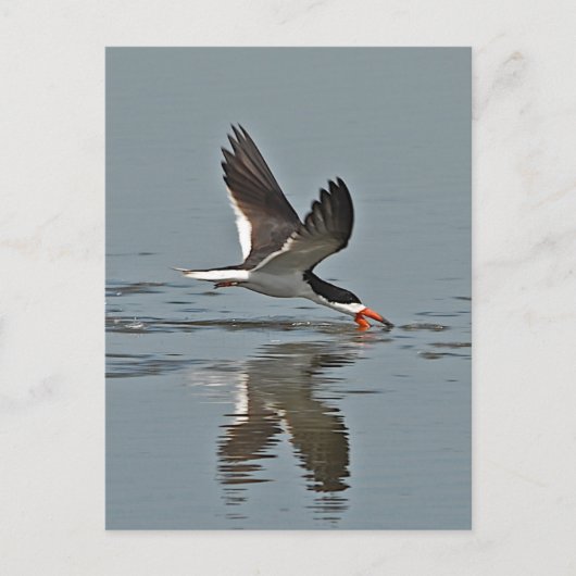 Black Skimmer Photo Briefkaart (Voorkant)