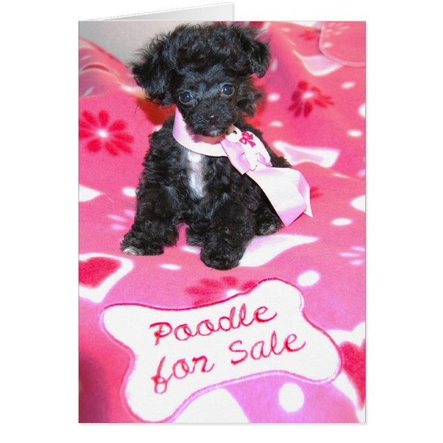 Black Speelgoed Poodle Puppy for sale-kaart (Voorkant)