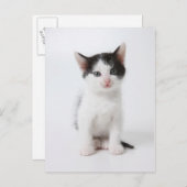 Black Spotted Kitten Briefkaart (Voorkant / Achterkant)