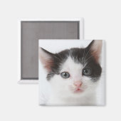 Black Spotted Kitten Magneet (Voorkant / Achterkant)