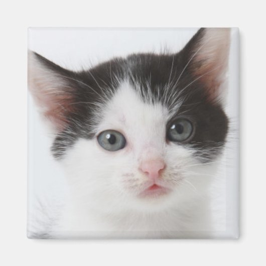 Black Spotted Kitten Magneet (Voorkant)