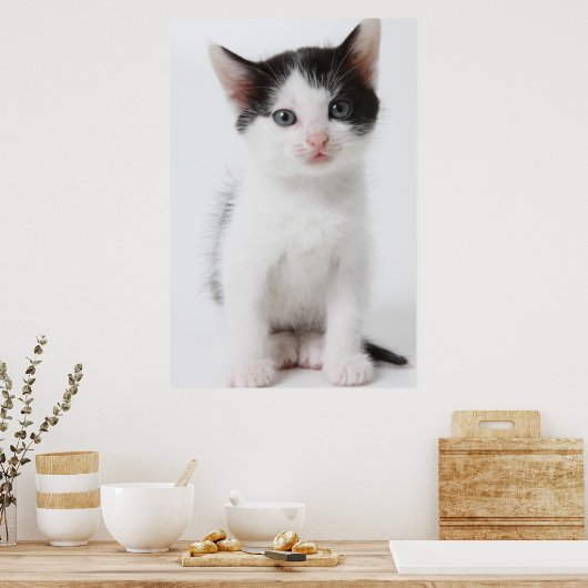 Black Spotted Kitten Poster (Keuken)
