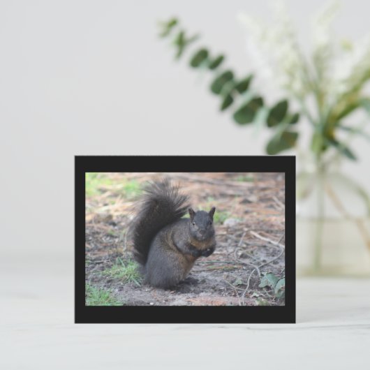 Black Squirrel Post Card Briefkaart (Staand voorkant)