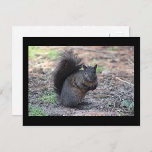 Black Squirrel Post Card Briefkaart (Voorkant / Achterkant)