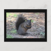 Black Squirrel Post Card Briefkaart (Voorkant)