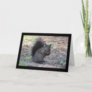 Black Squirrel Wenskaart Kaart
