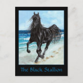 Black Stallion Arabian briefkaart (Voorkant)