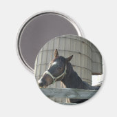 Black Stallion Beauty Magneet (Voorkant / Achterkant)