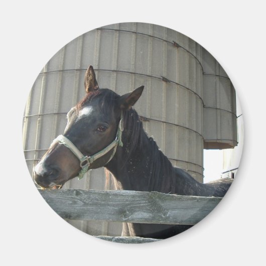 Black Stallion Beauty Magneet (Voorkant)