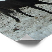 Black Stallion Horse Poster (Hoek)