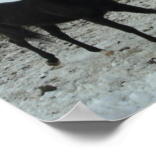 Black Stallion Horse Poster (Hoek)