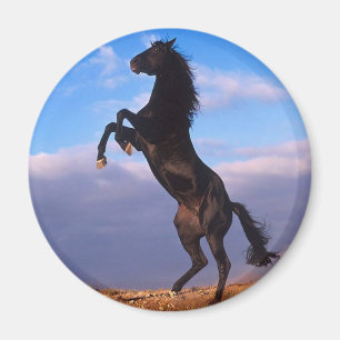 Black Stallion Magneet