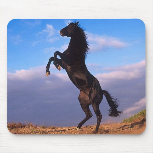 Black Stallion Muismat (Voorkant)