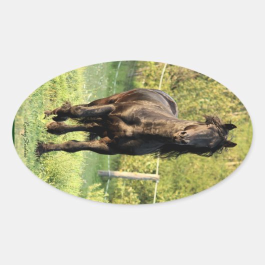 Black Stallion Ovale Sticker (Voorkant)