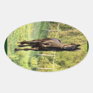 Black Stallion Ovale Sticker
