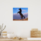 Black Stallion Poster (Keuken)