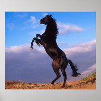 Black Stallion