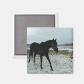 Black Stallion-schoonheid Magneet (Voorkant / Achterkant)