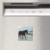Black Stallion-schoonheid Magneet (Insitu (Vaatwasser))