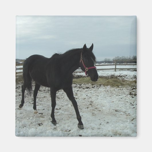 Black Stallion-schoonheid Magneet (Voorkant)