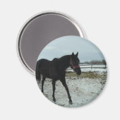 Black Stallion-schoonheid Magneet (Voorkant / Achterkant)