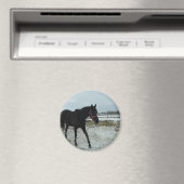 Black Stallion-schoonheid Magneet (Insitu (Vaatwasser))