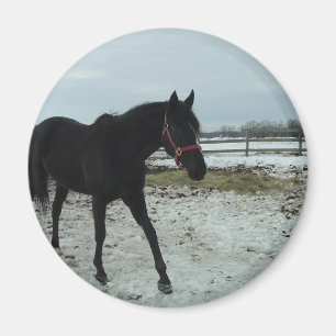 Black Stallion-schoonheid Magneet