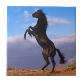 Black Stallion Tegeltje (Voorkant)