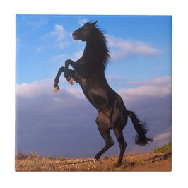 Black Stallion Tegeltje