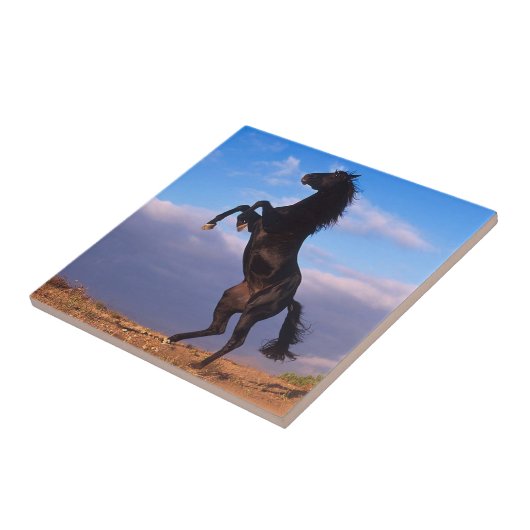 Black Stallion Tegeltje (Zijkant)