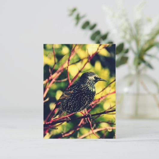 Black Starling Briefkaart (Staand voorkant)