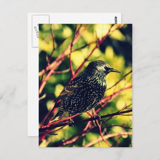 Black Starling Briefkaart (Voorkant / Achterkant)