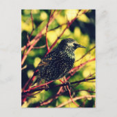 Black Starling Briefkaart (Voorkant)