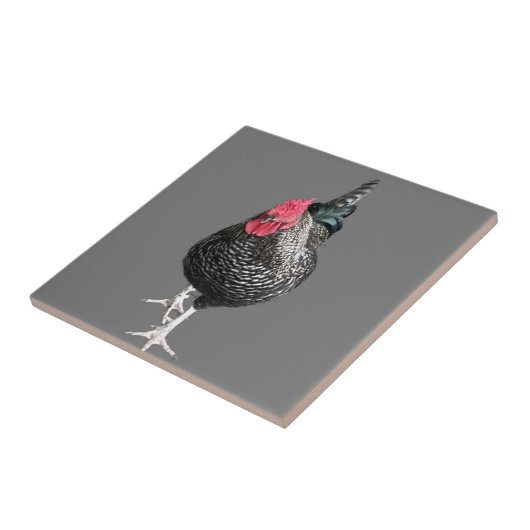 Black Strutting Cocreet nr. 3 Tegeltje (Zijkant)