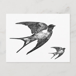 Black Swallow Design Briefkaart