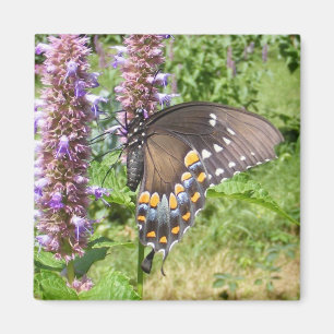 Black Swallowtail 63 ~ magnet
