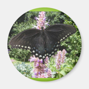 Black Swallowtail 67 ~ magnet